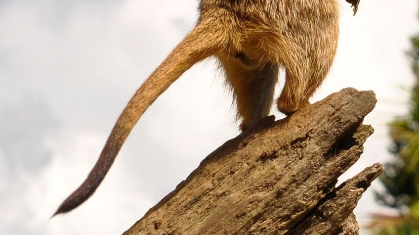 Meerkat tail