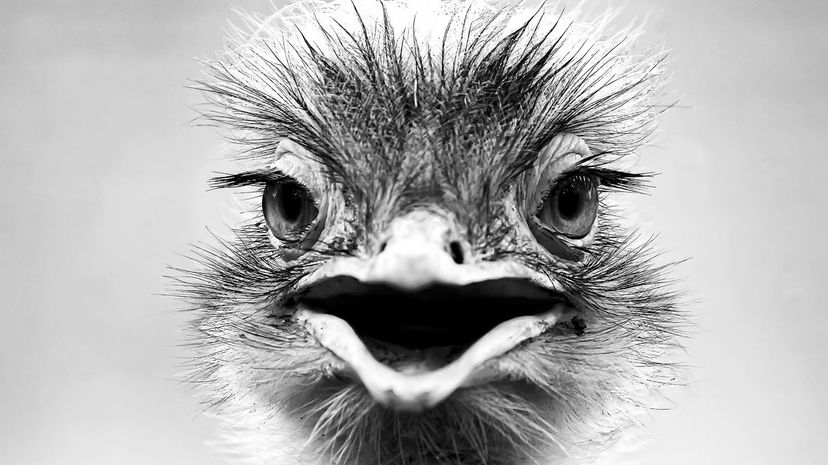 Ostrich