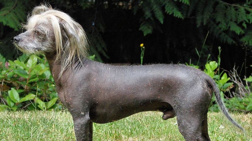 15_hypoallergenic_chinese_crested