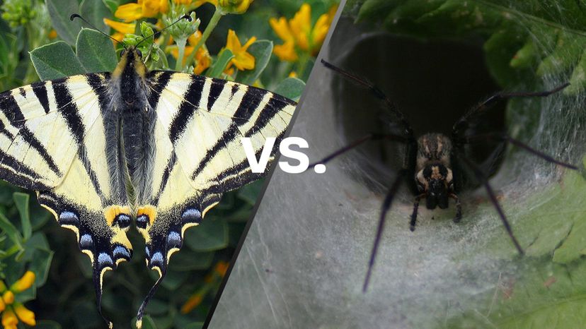 Butterfly vs Spider