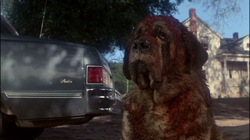 Cujo