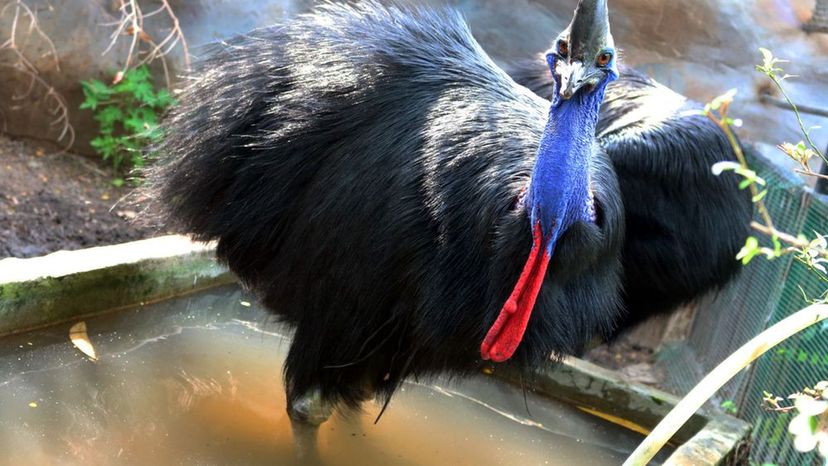 Cassowary