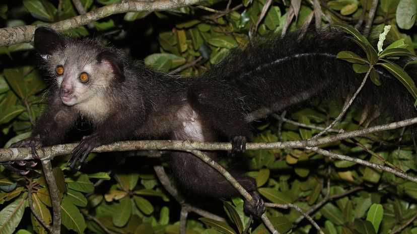 Aye-aye