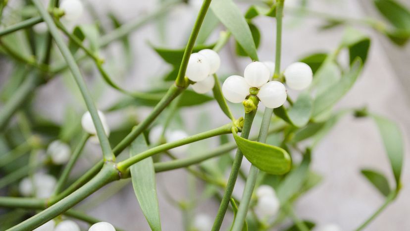 European mistletoe