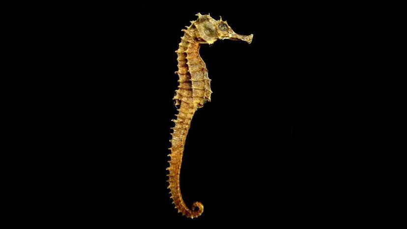 Seahorse