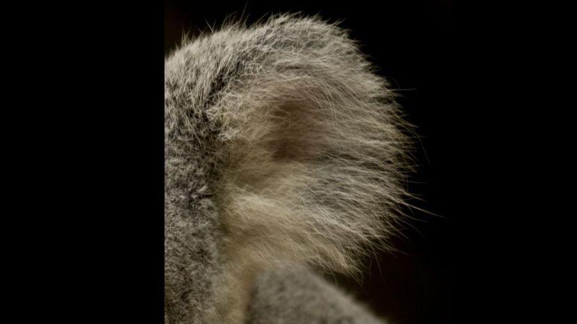 Can You Identify This Animal by Its Ears?