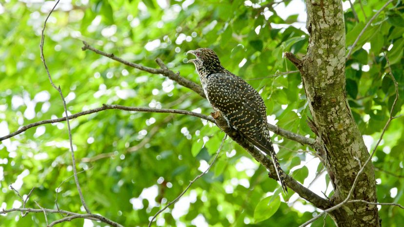 asian koel