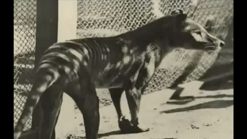 tasmanian tiger