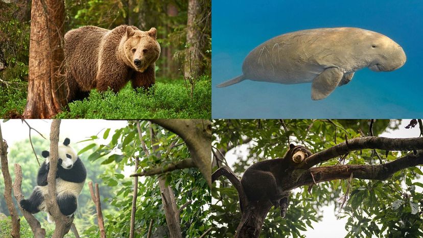 giant panda, brown bear, ursinae, dugong