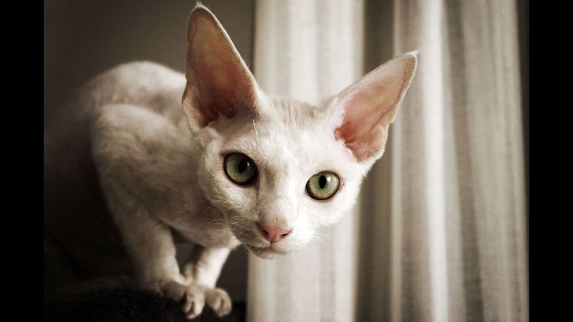 Devon Rex