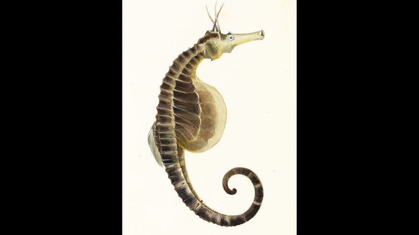 Pot-bellied seahorse