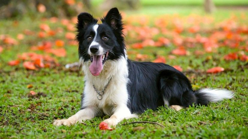 Border Collie