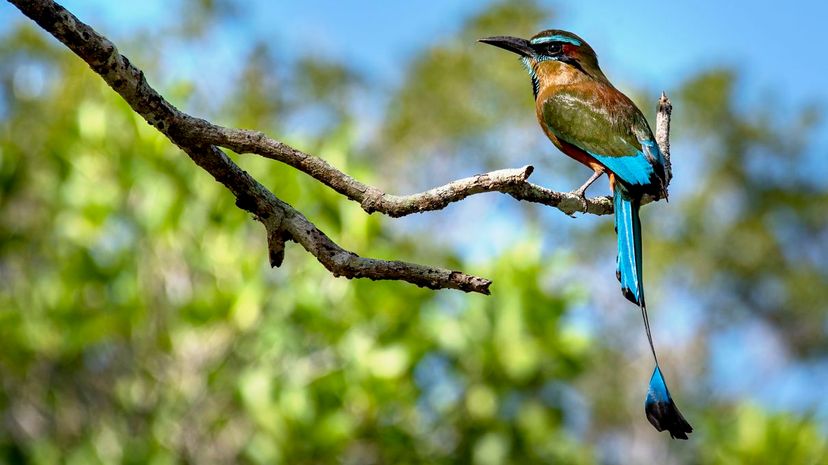 Turquoise-browed motmot”border=