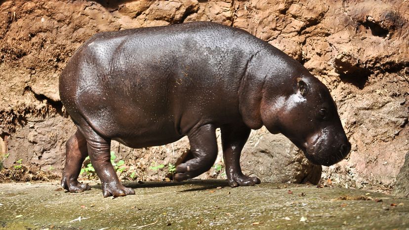 Pygmy hippopotamus