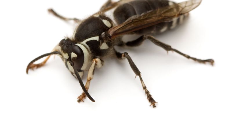 Bald-faced Hornet