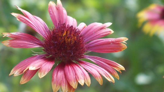 Can You Name All of These American Wildflowers?