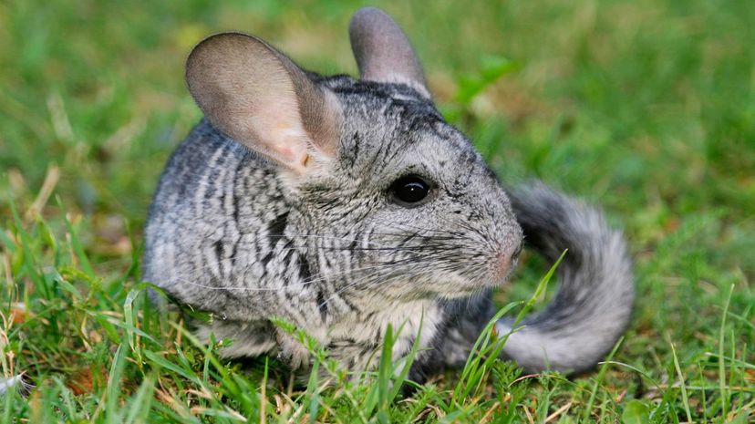 Chinchilla