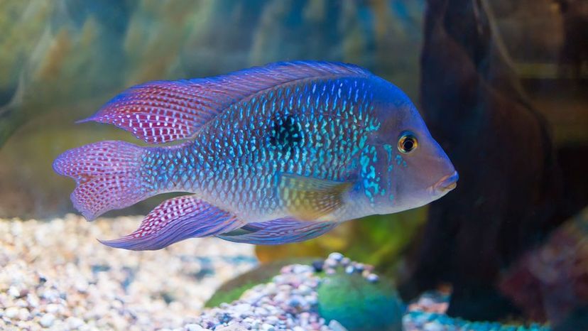 American Cichlids