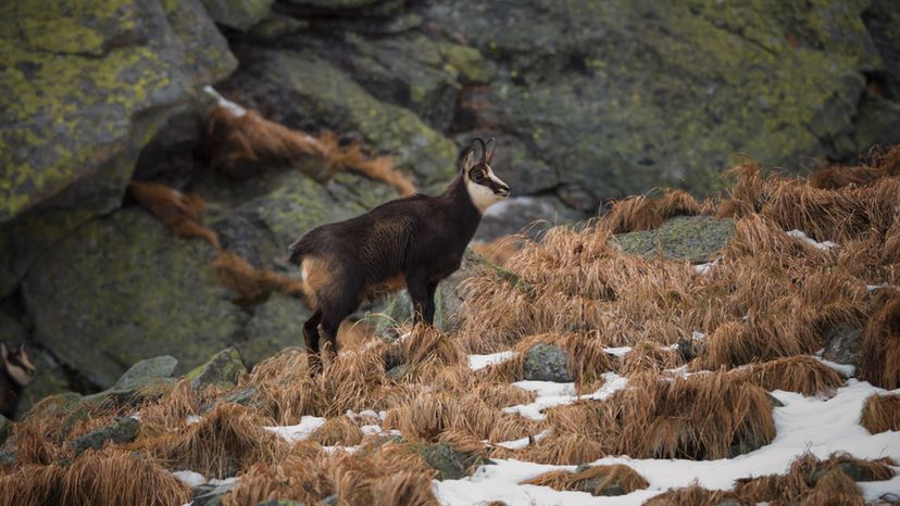 Chamois