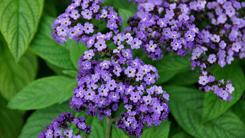 Heliotrope