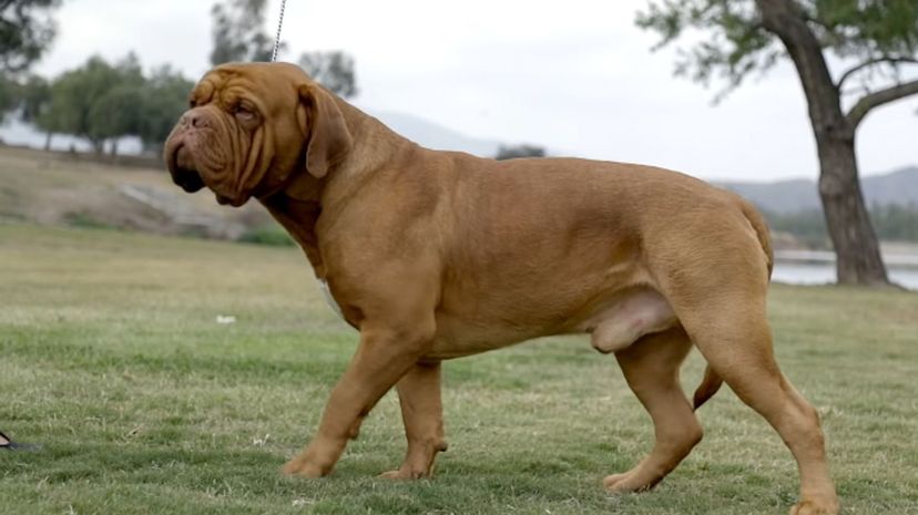 35 French Mastiff