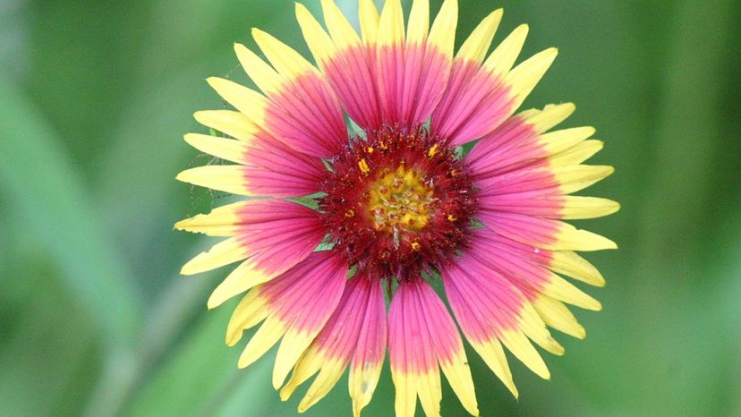 Indian blanket