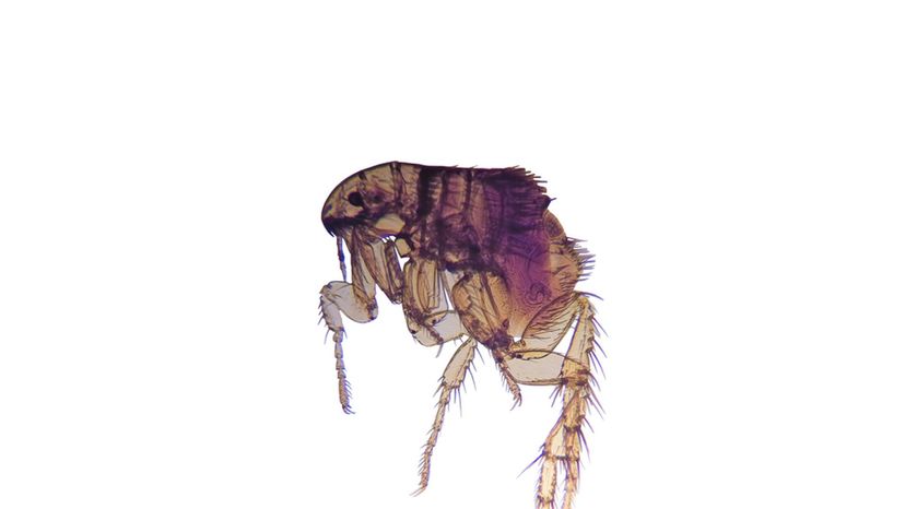Common Flea