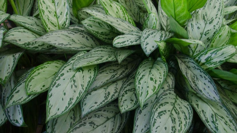 Chinese Evergreen