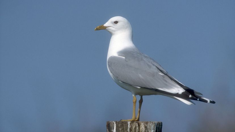 Common Gull