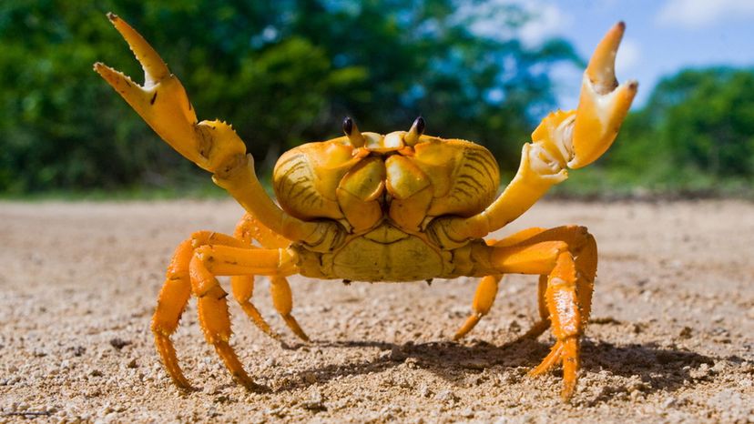 Crab