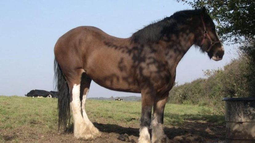 Shire Horse