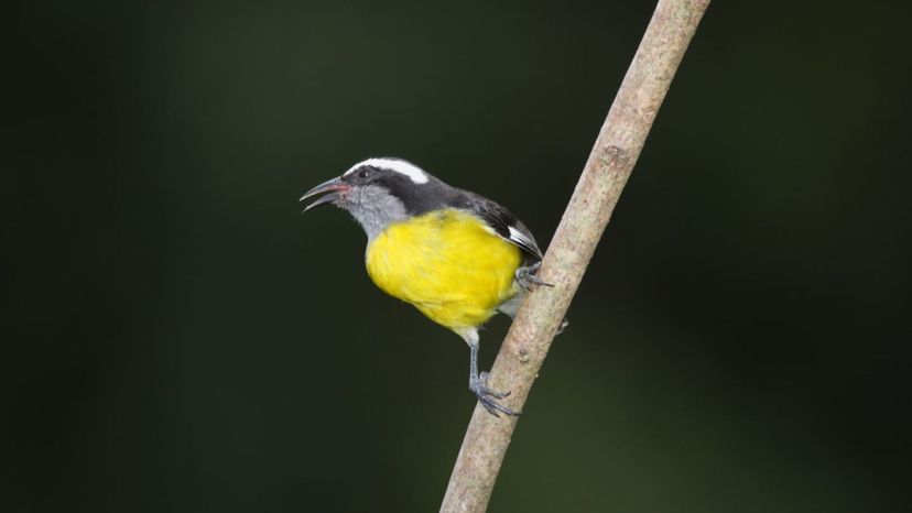 Bananaquit