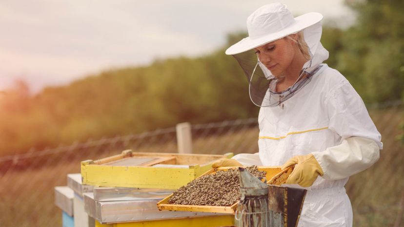 Could You Be a Beekeeper?