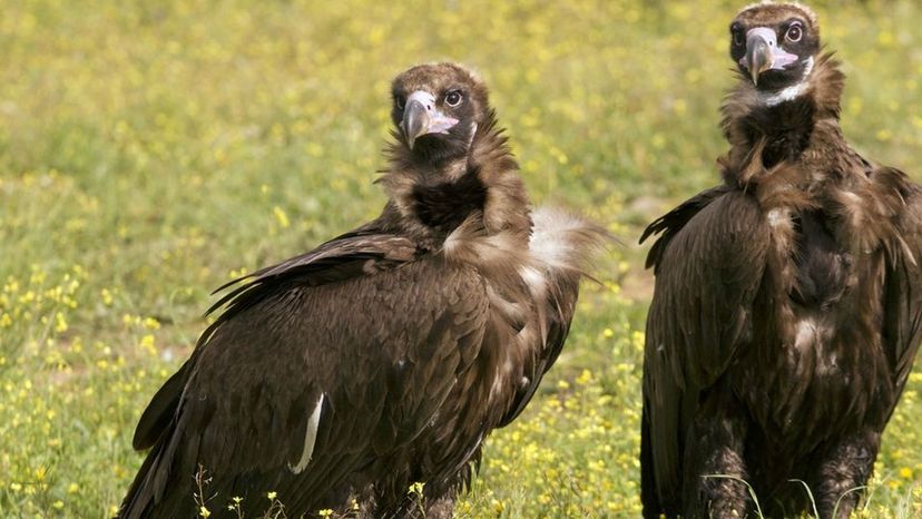 Black Vultures