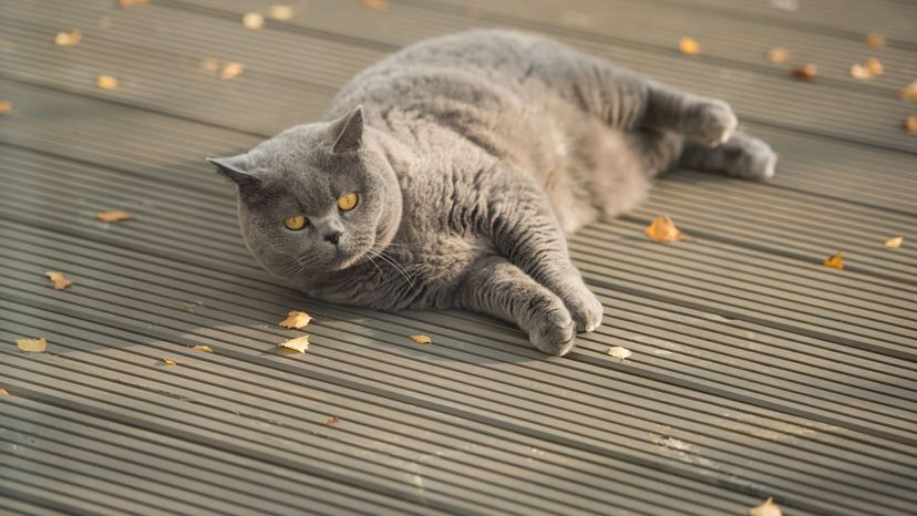 British Shorthair