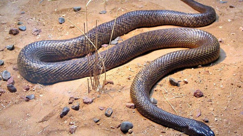 Inland Taipan