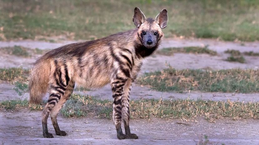 Striped Hyena