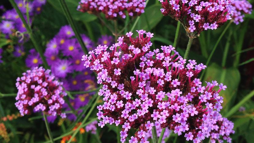 verbena