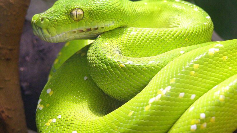 green python snake