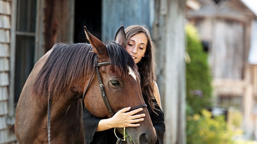 How Much Do You Know About Owning a Horse?