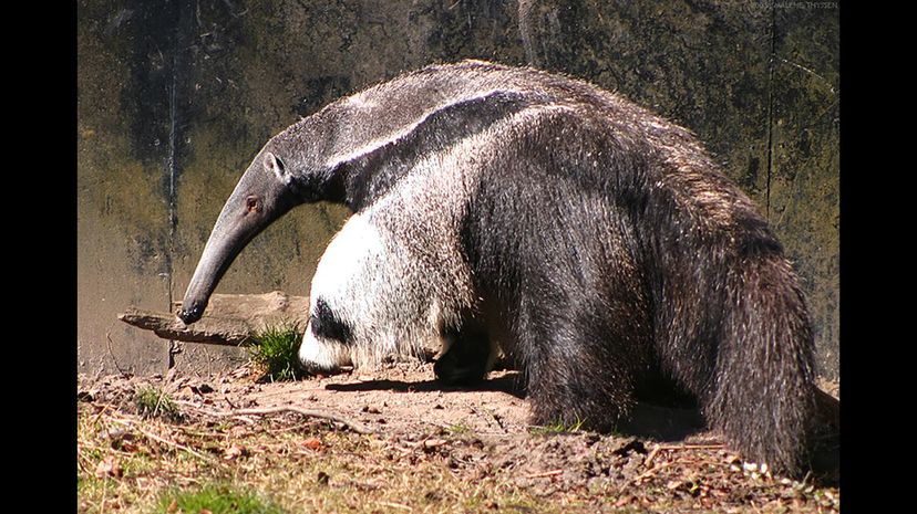 #25 Anteater