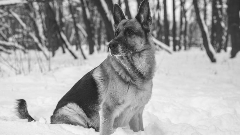 German Shepherd