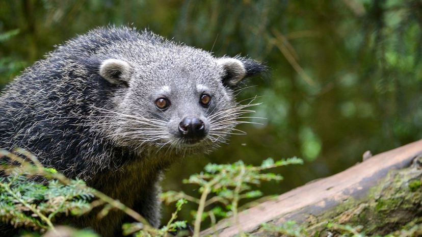 8-Binturong