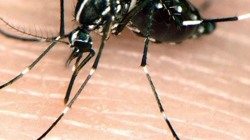 Asian_Tiger_Mosquito