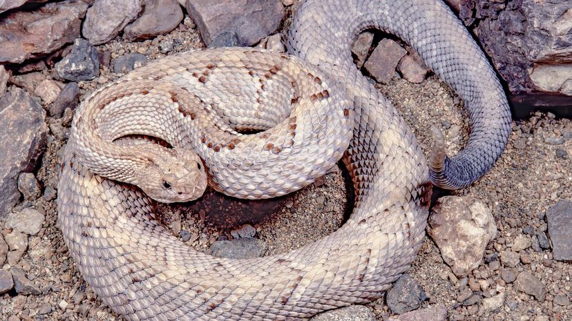 8 Aruba Island Rattlesnake