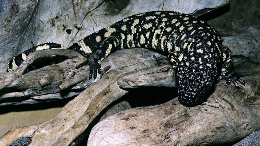 Mexican Beaded Lizard