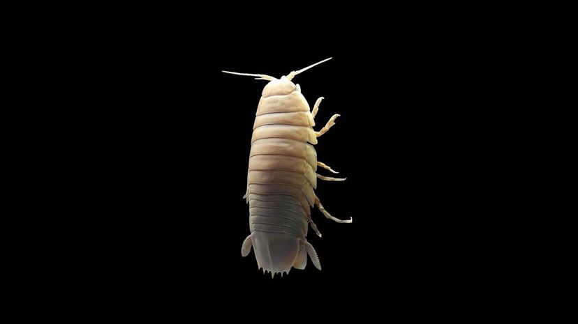 9 Giant isopod