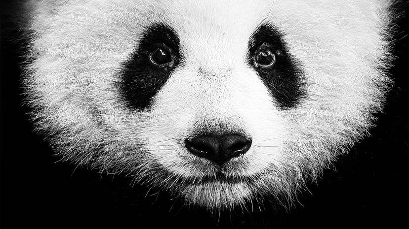 animal photography black and white