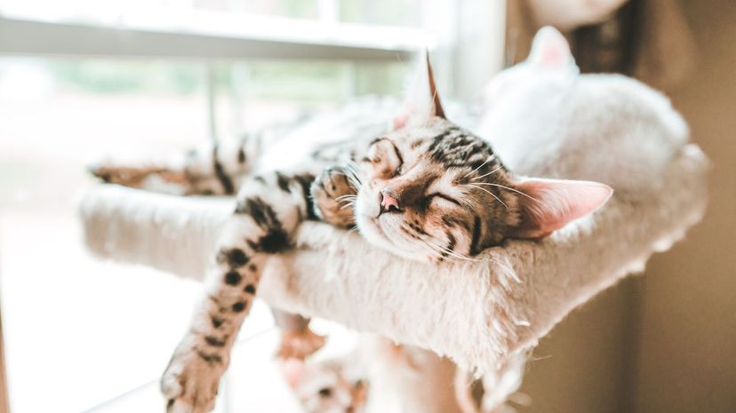 Cat Napping in Sun