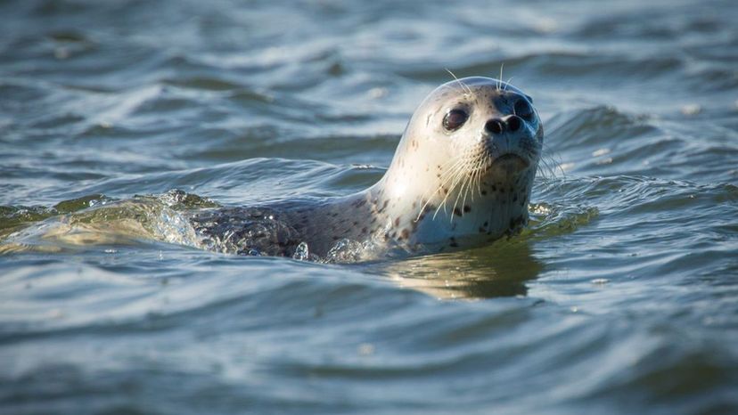 Spotted Seal